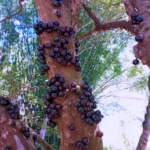 Descubra tudo sobre a jabuticaba