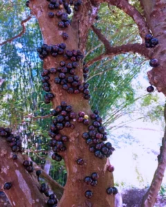 Descubra tudo sobre a jabuticaba
