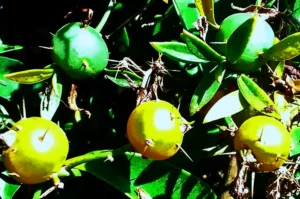 Saiba se os frutos da ora-pro-nóbis são comestíveis e todos os benefícios desta planta